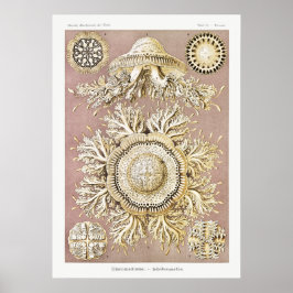 Vintage Darstellung des Meereslebens Poster