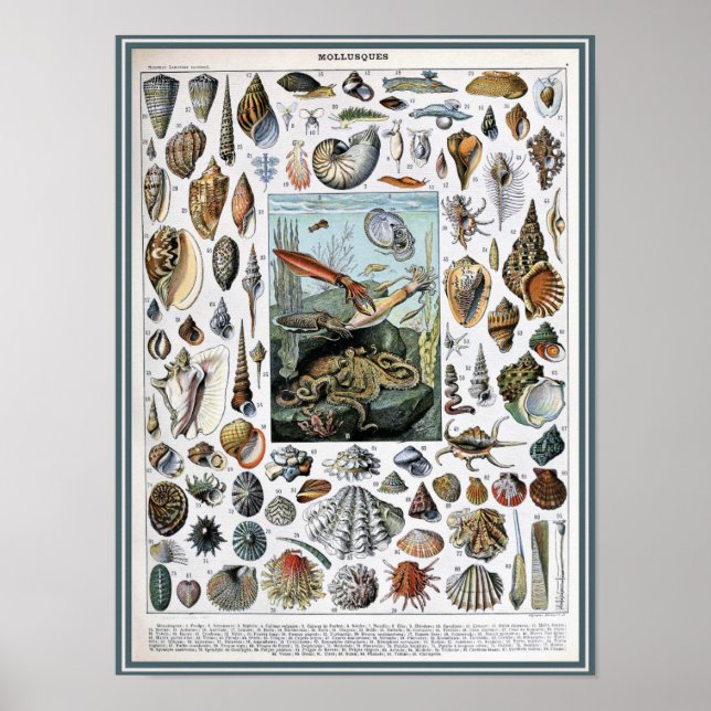 Vintage Darstellung des Meereslebens Poster (Vorne)