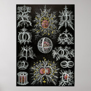 Vintage Darstellung des Meereslebens Poster