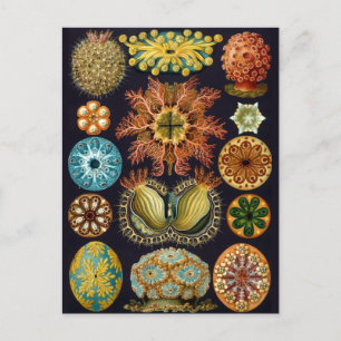 Vintage Darstellung des Meereslebens Postkarte