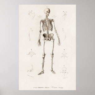 Vintage Darstellung des menschlichen Skeletts Poster