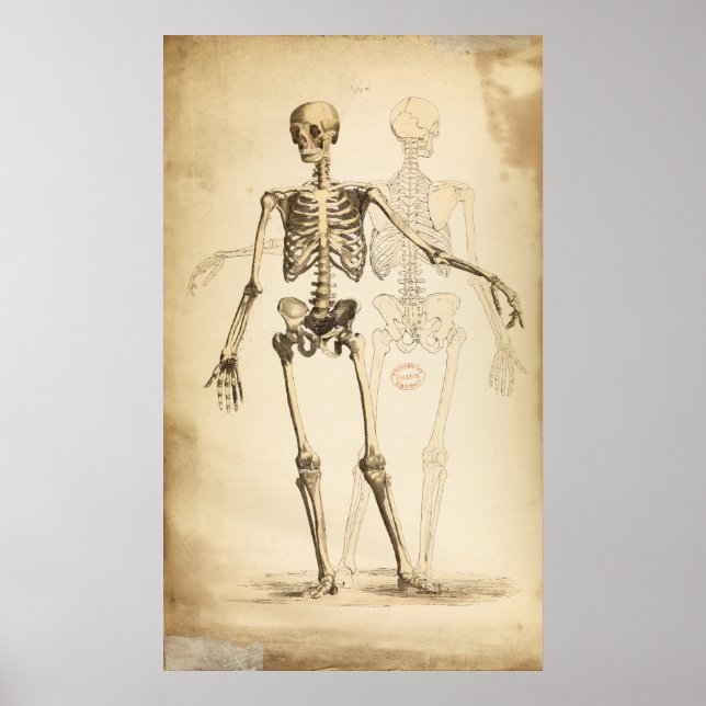 Vintage Darstellung des menschlichen Skeletts Poster (Vorne)