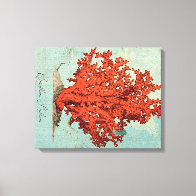 Vintage Darstellung des Roten Korals Leinwanddruck (Vorderseite)