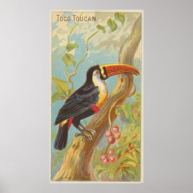 Vintage Darstellung eines Toucan (1889) Poster (Vorne)