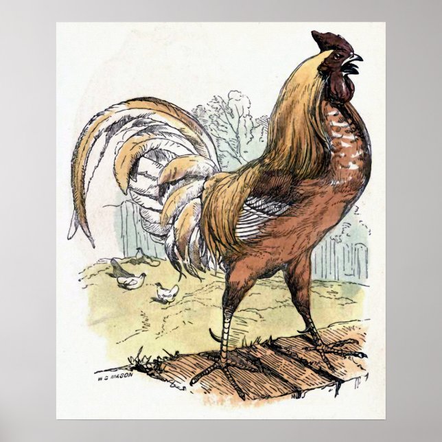 Vintage Darstellung "Rooster" Poster (Vorne)