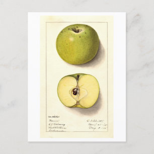 Vintage Darstellung von Green Apple Postkarte