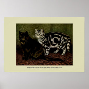 Vintage Darstellung von Katzen Poster