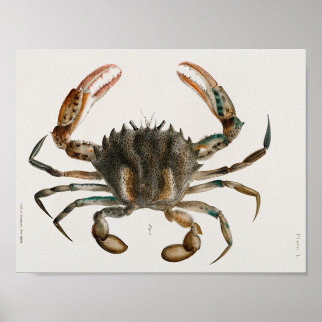 Vintage Darstellung von Schalentieren Poster (Vorne)