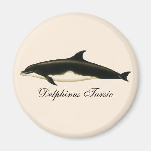 Vintage-Delfine Delphinus Tursio, Meeressäuger Magnet