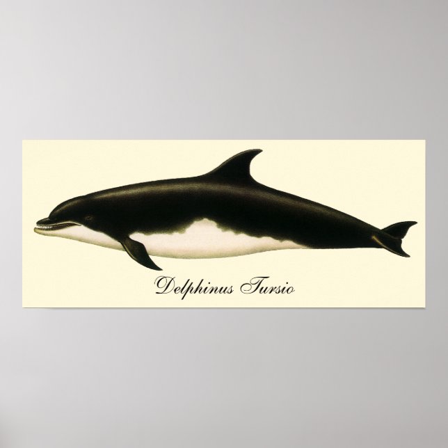 Vintage Delphine Delphinus Tursio, Meeressäugetier Poster (Vorne)