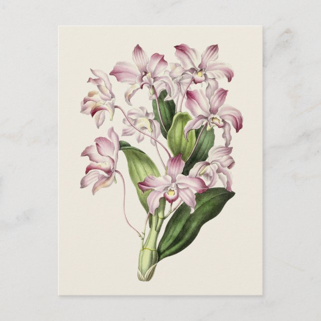 Vintage Dendrobium Blume Illustration Postkarte (Vorderseite)