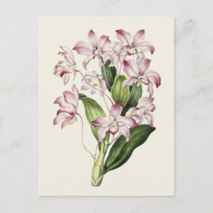 Vintage-Dendrobium-Blumenillustration Postkarte