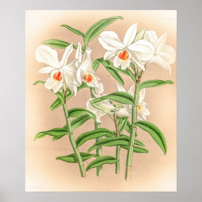 Vintage Dendrobium Jamesianum Orchid-Blume Poster (Vorne)