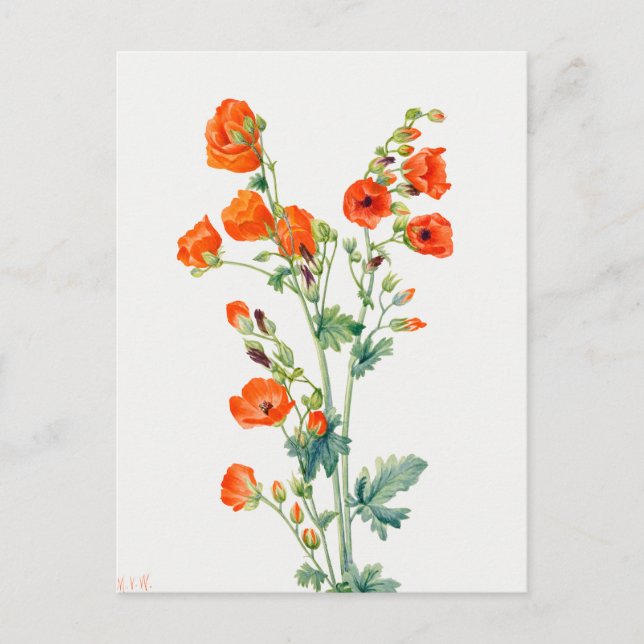 Vintage Desert Globemallow Botanical Illustration Postkarte (Vorderseite)