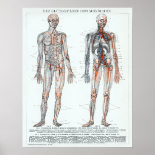 Vintage deutsche Anatomie-Diagramm Poster