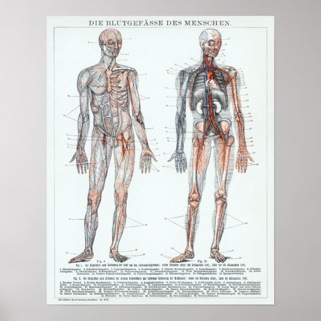 Vintage deutsche Anatomie-Diagramm Poster (Vorne)