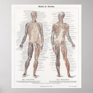 Vintage deutsche Anatomie-Diagramm Poster