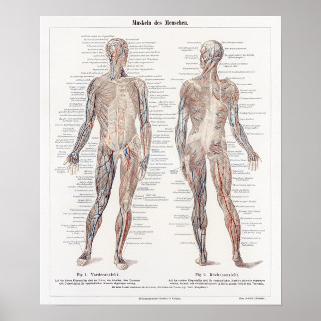 Vintage deutsche Anatomie-Diagramm Poster (Vorne)