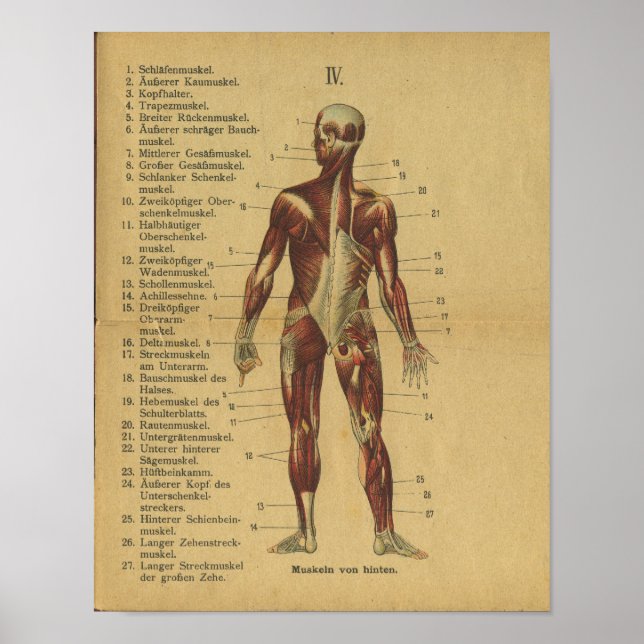 Vintage deutsche Anatomie Druckmuskeln Poster (Vorne)
