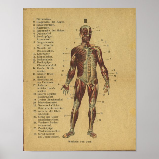 Vintage deutsche Anatomie Druckmuskeln Poster (Vorne)