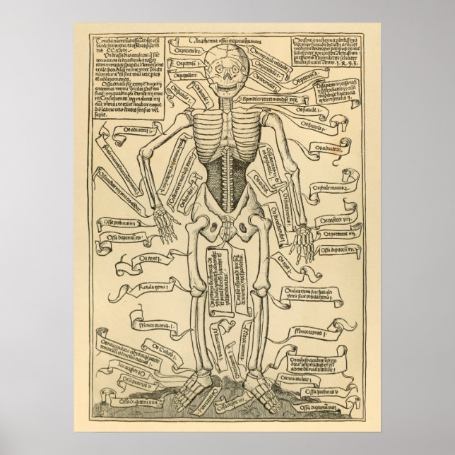 Vintage deutsche Anatomie - Knochenstapel Poster (Vorne)