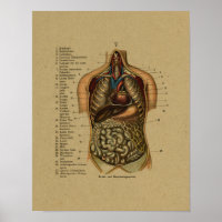 Vintage deutsche Anatomie