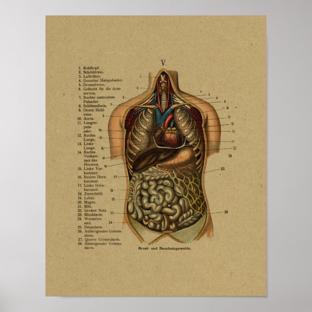 Vintage deutsche Anatomie Poster (Vorne)