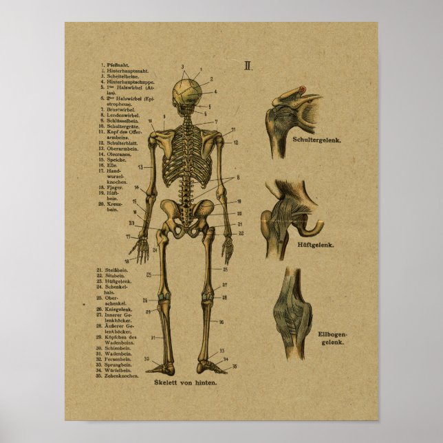 Vintage deutsche Anatomie Skeleton Print Poster (Vorne)