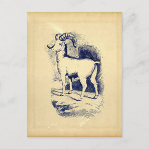 VINTAGE DICHHORN SCHAF POSTKARTE