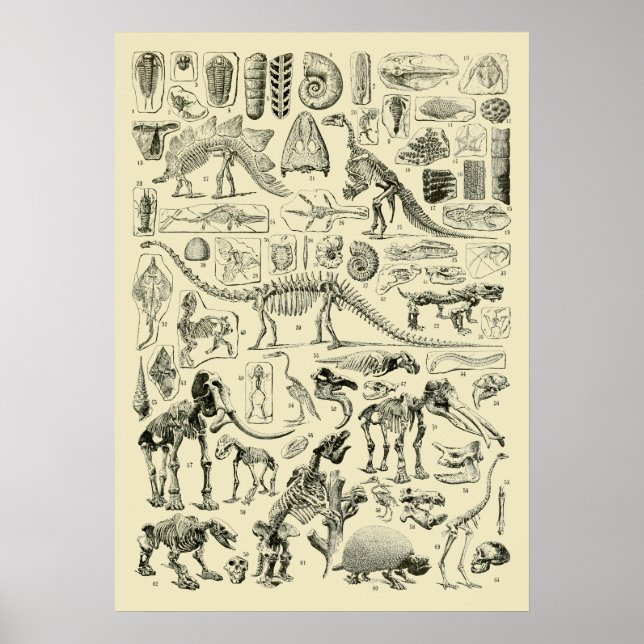 Vintage-Dinosaurierknochen-Fossilien-Kunst Poster (Vorne)