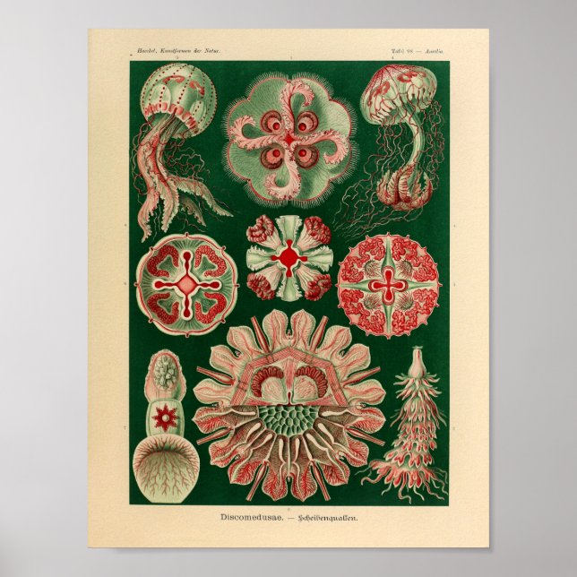 Vintage Discomedusae Color Ernst Haeckel Art Print Poster (Vorne)