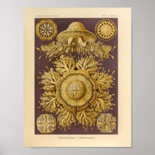 Vintage Discomedusae Color Ernst Haeckel Print Poster