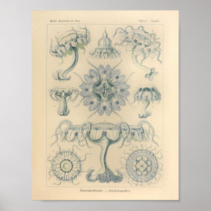 Vintage Discomedusfarben Ernst Haeckel Print Poster