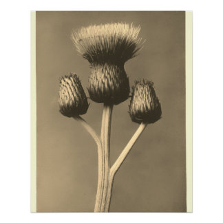 Vintage Distel-Kunstwerk Poster