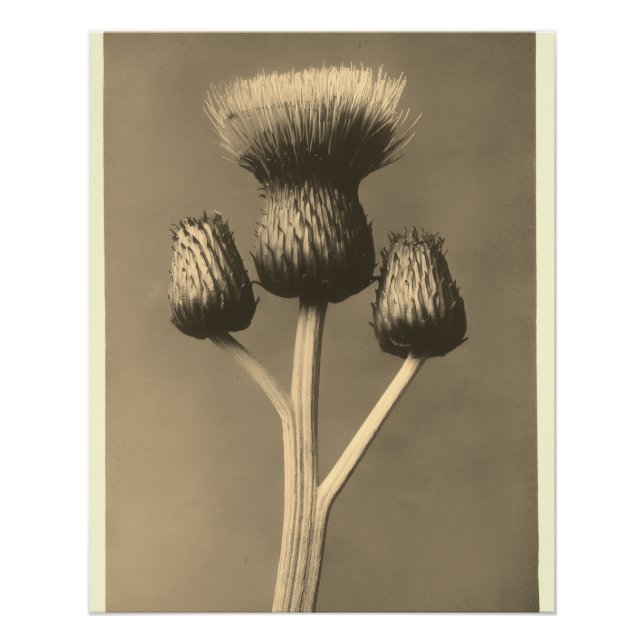 Vintage Distel-Kunstwerk Poster (Vorderseite)