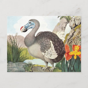 Vintage Dodo Bird Art Postkarte