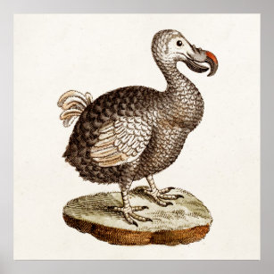 Vintage Dodo-Bird-Illustration 1700 Dodo-Vögel Poster