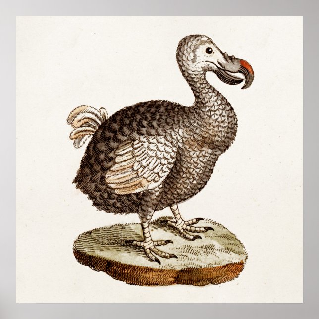 Vintage Dodo-Bird-Illustration 1700 Dodo-Vögel Poster (Vorne)