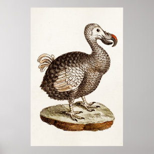 Vintage Dodo-Bird-Illustration 1700 Dodo-Vögel Poster