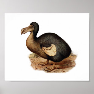 Vintage Dodo-Bird-Illustration Poster