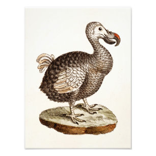 Vintage-Dodo-Vogel-Illustration 1700er Jahre Dodo- Fotodruck
