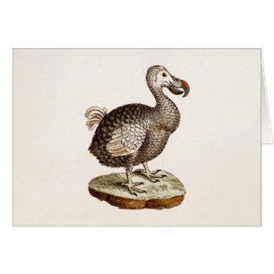 Vintage Dodo-Vogel-Illustration 1700s Dodo-Vögel
