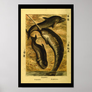 Vintage Dolphin Whale Natural History Print Poster