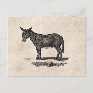 Vintage Donkey-Illustration - die Esel des 18. Jah Postkarte