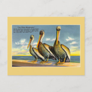Vintage drei Musketiere Pelikane aus Florida Postkarte