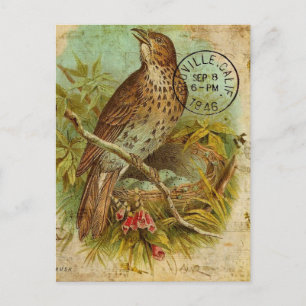 Vintage Drossel Vogel Postkarte