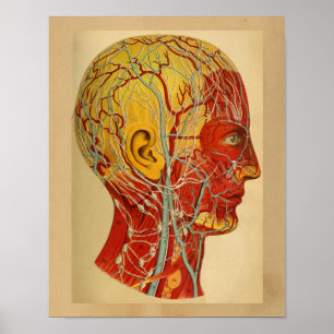Vintage-Druck der menschlichen Anatomie Kopfmuskel Poster