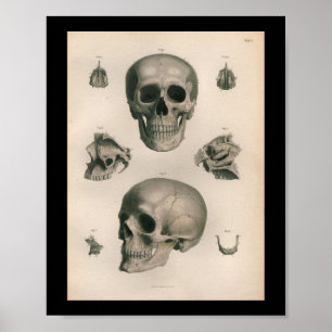 Vintage-Druck der menschlichen Anatomie Schädelkno Poster