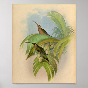 Vintage-Druck des Hermit Hummingbird von 1861 Poster