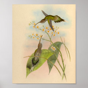 Vintage-Druck des Hermit Hummingbird von 1861 Poster